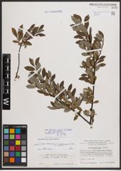 Salix bicolor subsp. basaltica (H. J. Coste) I. V. Belyaeva